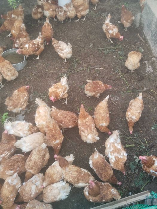 Продам куры ламан браун