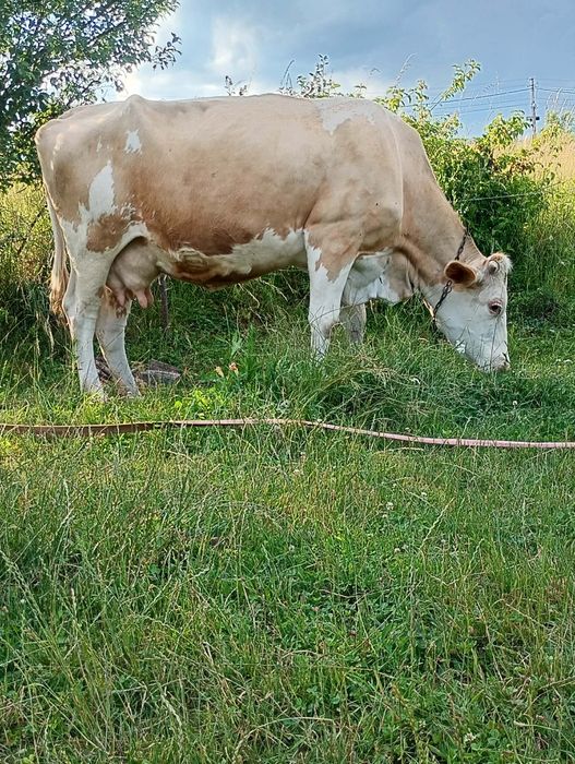 Vand vaca gestanta de 5 luni