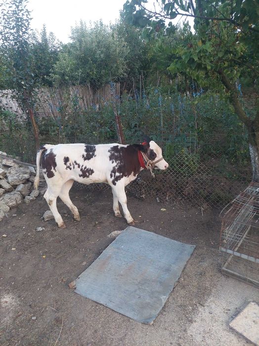 Vițică Albastru Belgian