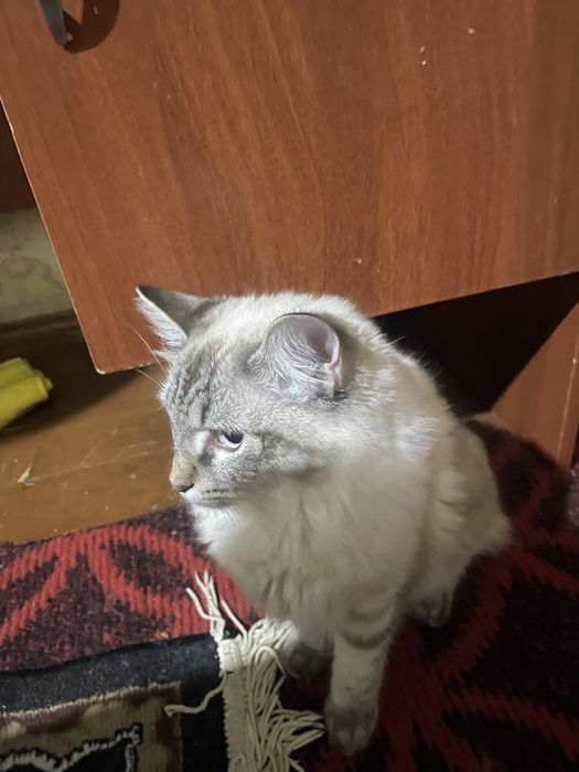 Продается кошка породистая
