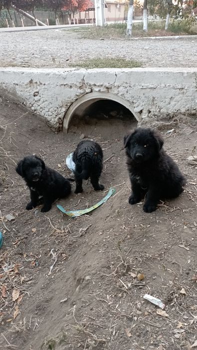 cățeluși ptr adoptie