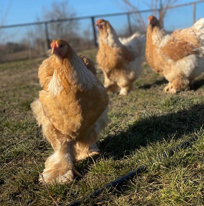 Oua Incubat, Pui si Familii (2+1) Brahma Rasa Pura