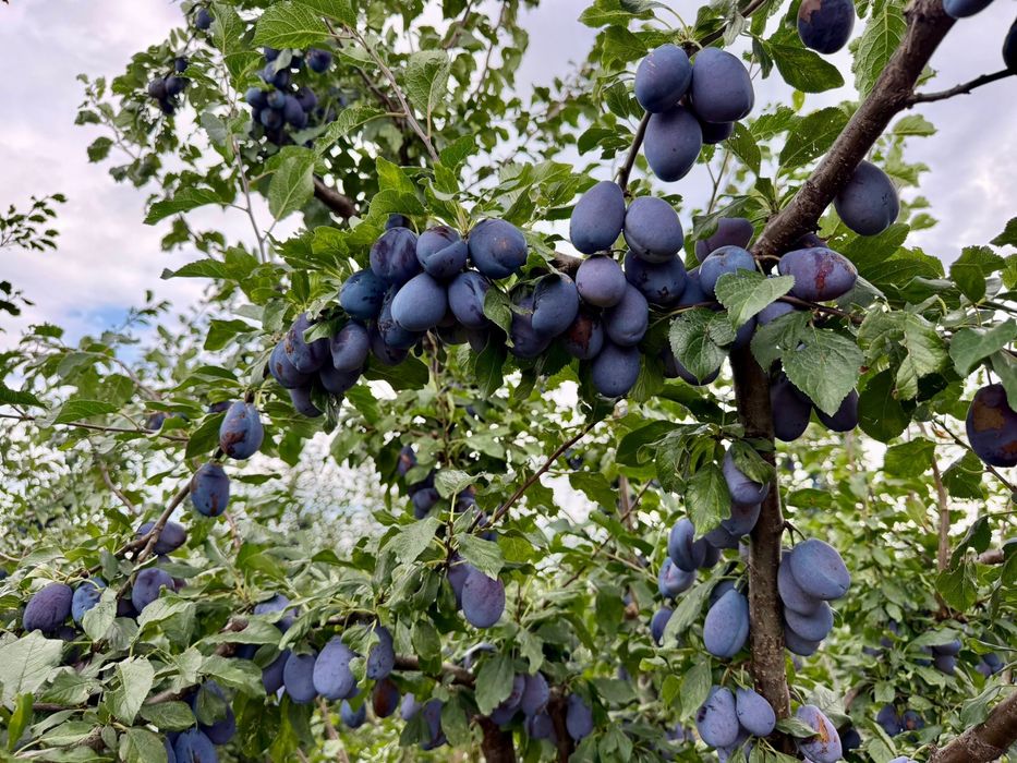 Prune Stanley direct din livada