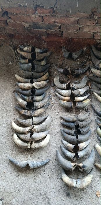 Рога 10 евро на чифт най-новото актуален профил