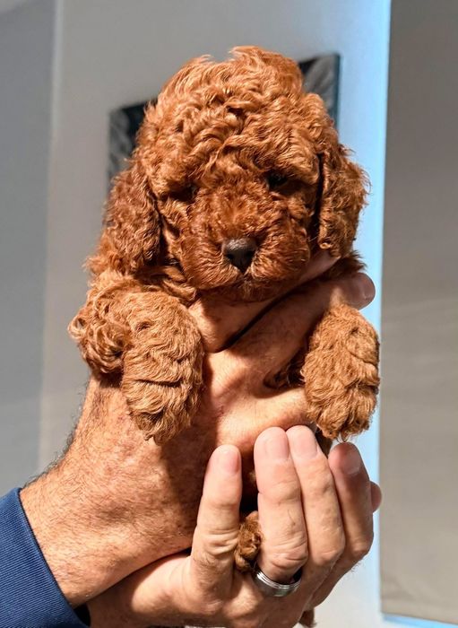 Poodle-Pudel Toy băiețel, 8 săptămâni, roșcat.