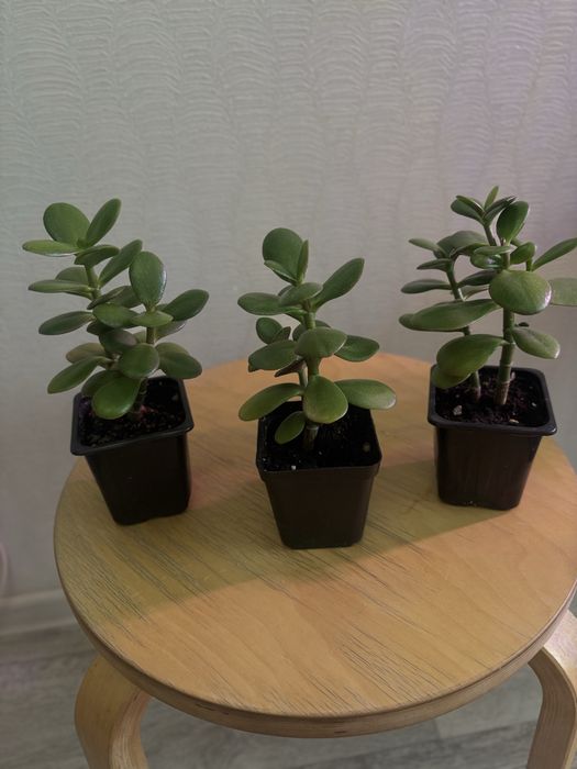 Комнатные цветы от 800 тенге