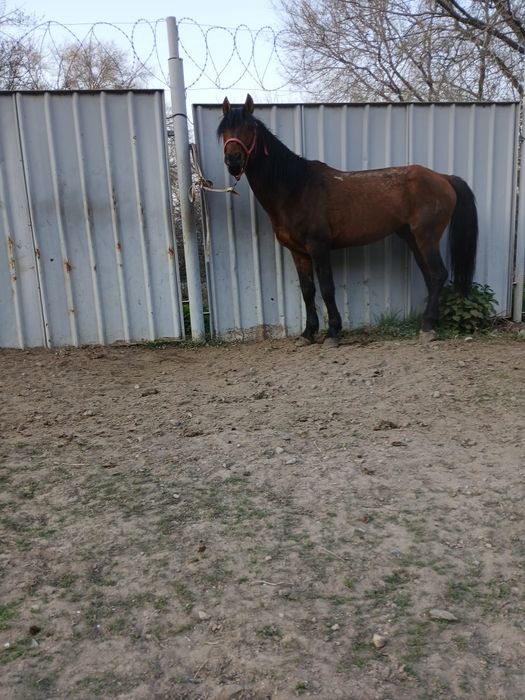 Айғыр сатылды ,Продам жеребца