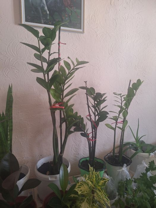 Взрослые и укорен дом цветы