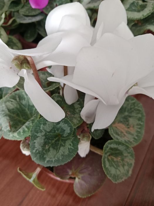 Комнатные цветы на подарок