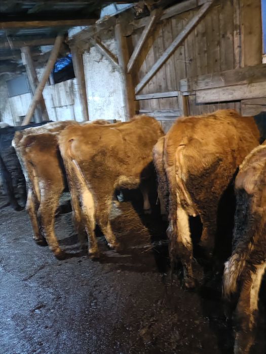 Vând 6 juninci gestante