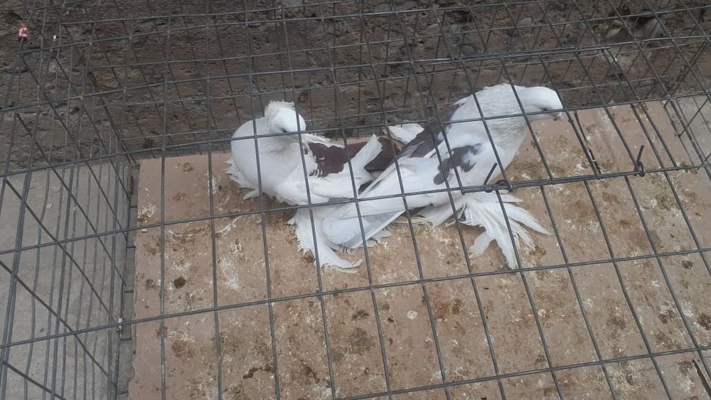 Голуби с/к персы