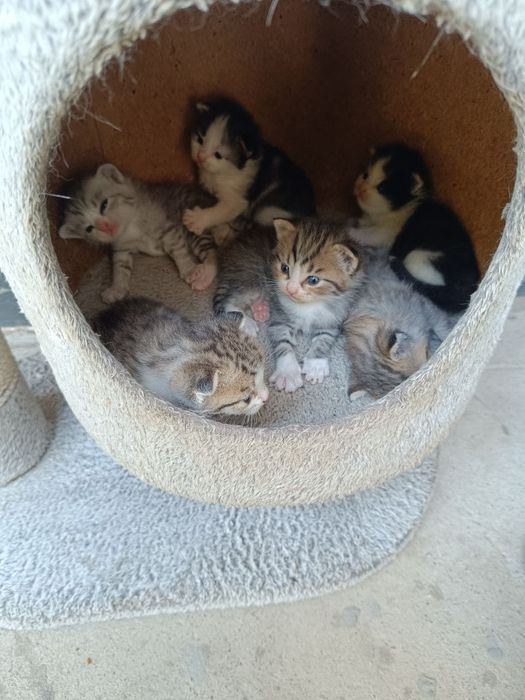 Продается котята