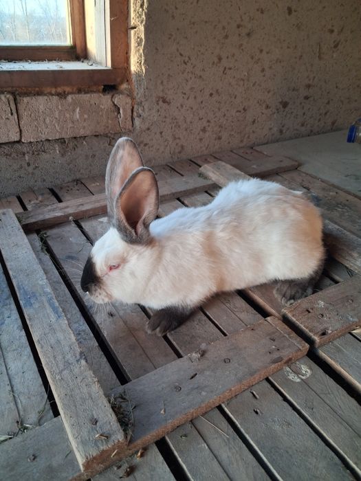 Masculi Uriaș de Transilvania
