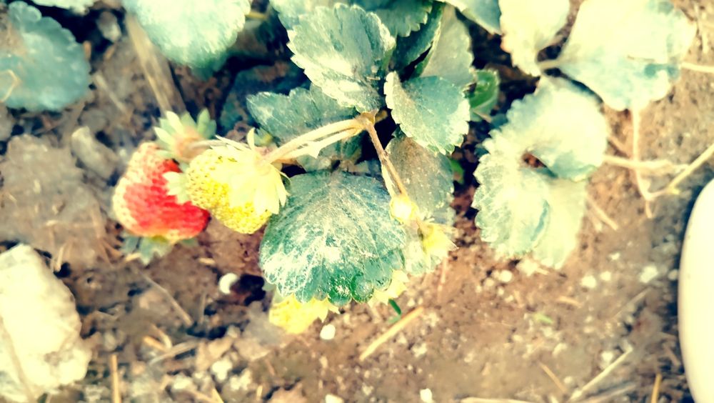 12 ой хосил берувчи кулупнай