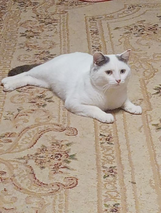 Отдам даром котика