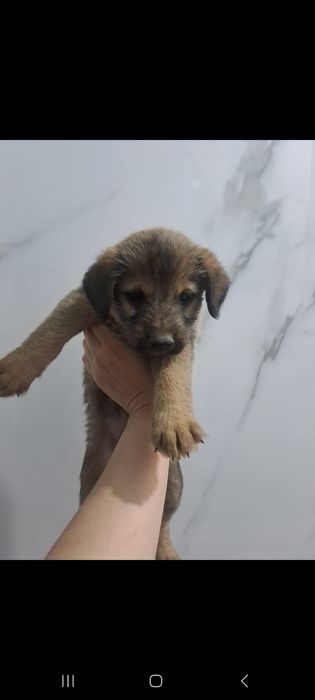 Щенки , күшік бар 1.2 месяцев
