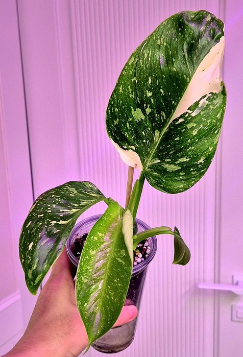 Филодендрон хосе буено