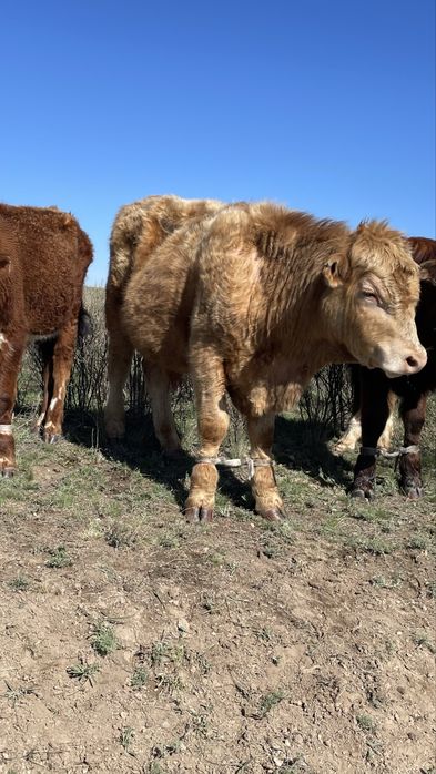 Еркек бұқалар сатылады