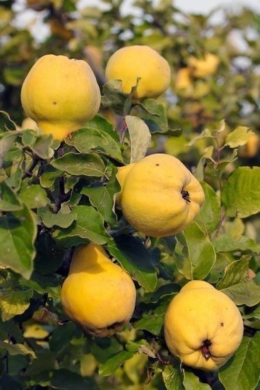 Pomi Fructiferi Columnari (GUTUI )