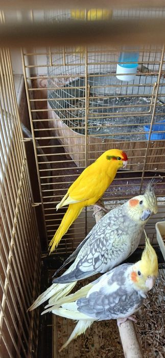 Какарик тўти қушла