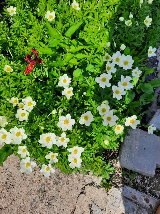 Продам Дачу на Кривом озере