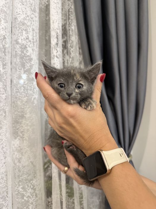 Отдам котят !В добрые руки!