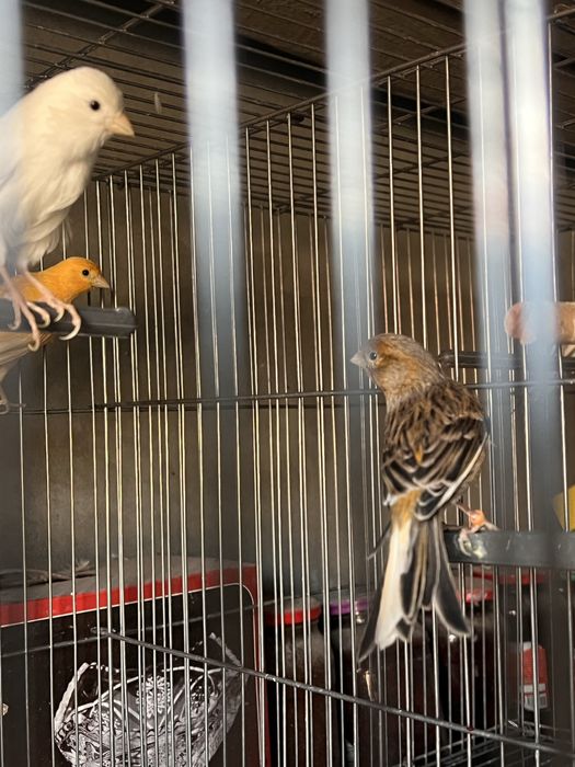 Канарейка 2 шт самка