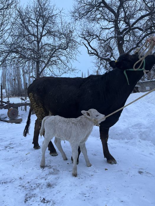 Продается первотелка с теленком