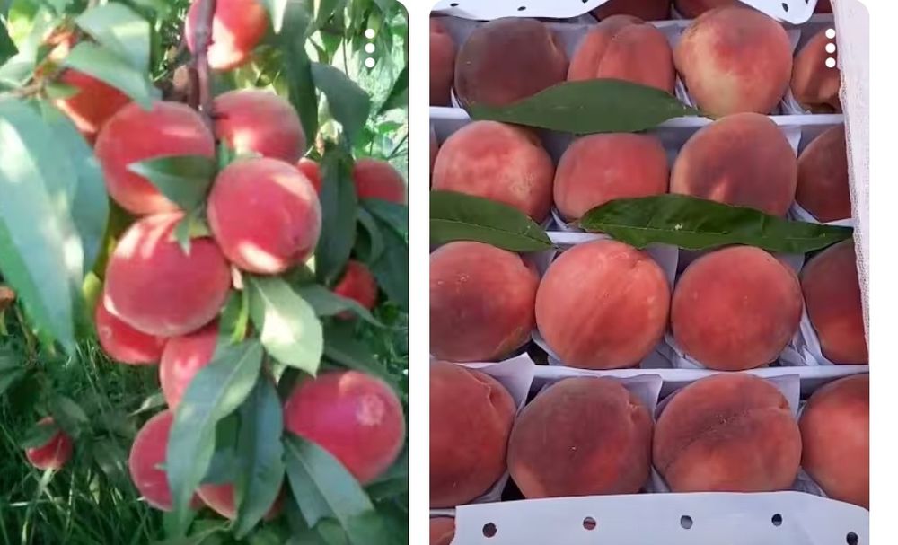 Ўрик 30000 мин гилос 50000 шафтоли 15000 мин