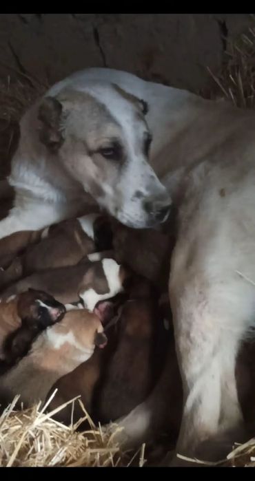 Төбет күшіктері сатылады