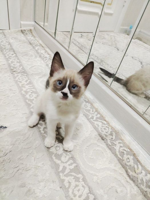 3 oylik Siamese mushukcha sotiladi