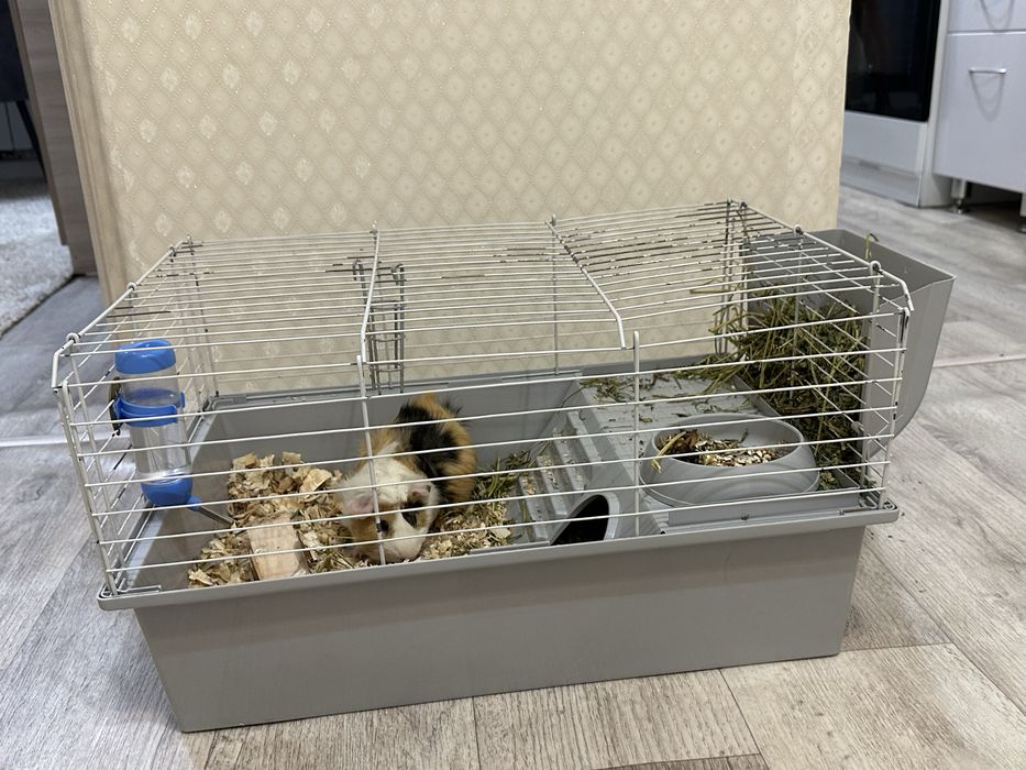 Продам морскую свинку