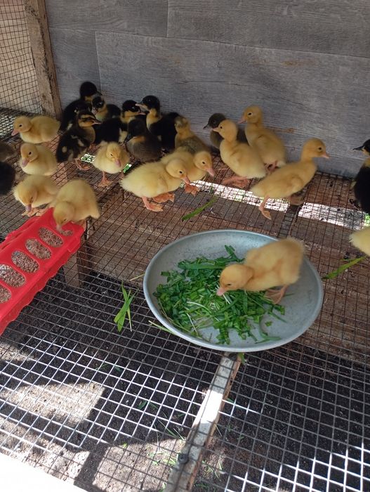 Продам утят 5 суток.