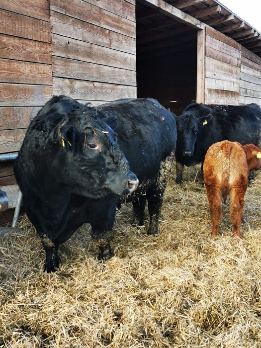 Taur reproducție angus