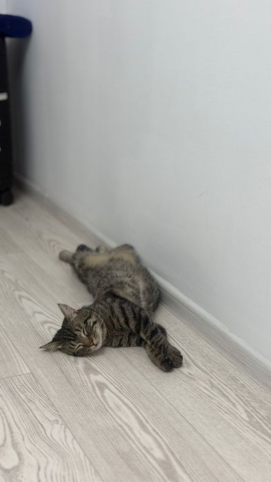 Сладкий котенок ищет семью