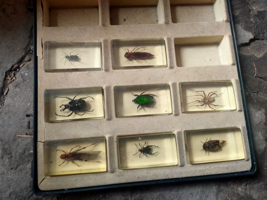 Насекомые в футляре