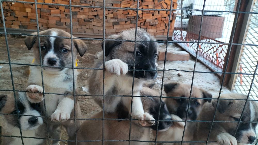 Щенята бесплатно