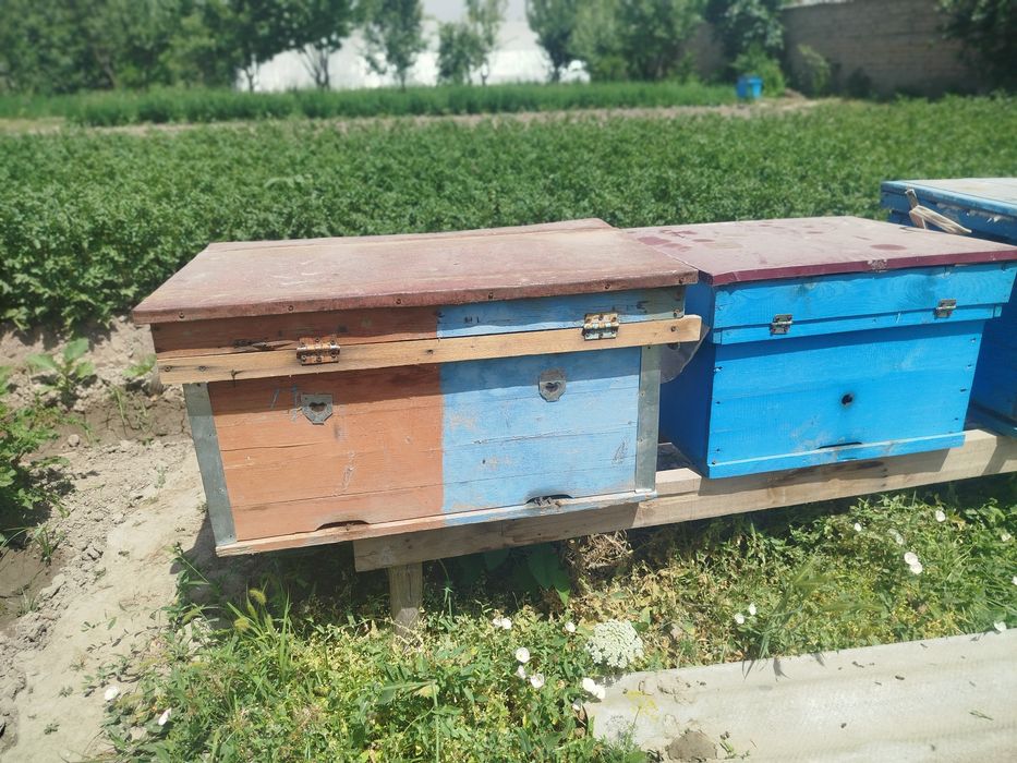 Асал арилар  / 5 оила