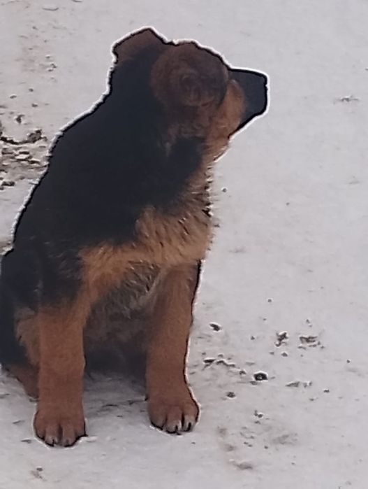 Немецкая овчарка