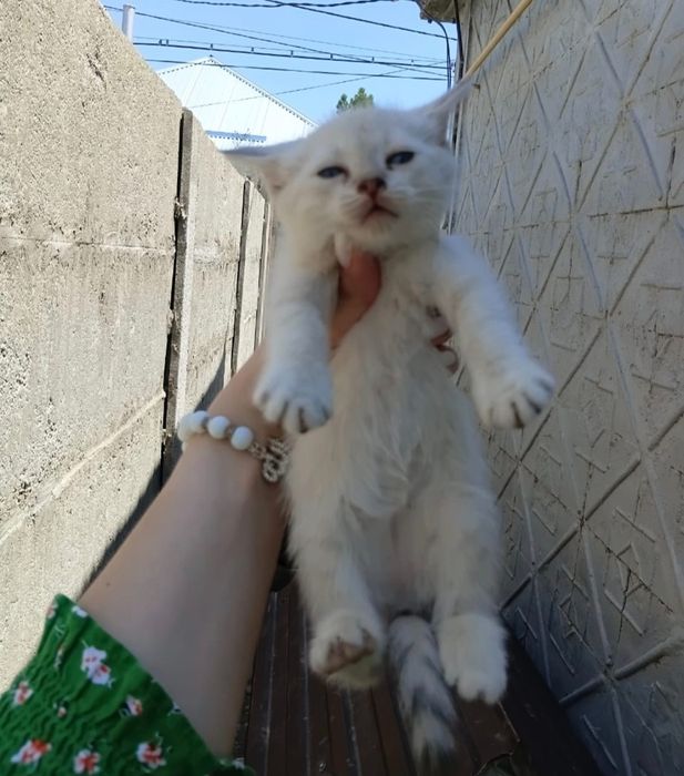 Котята в добрые руки.