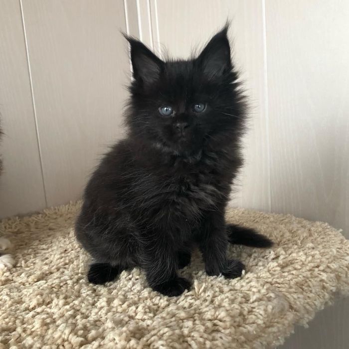 Disponibilă femelă Maine coon