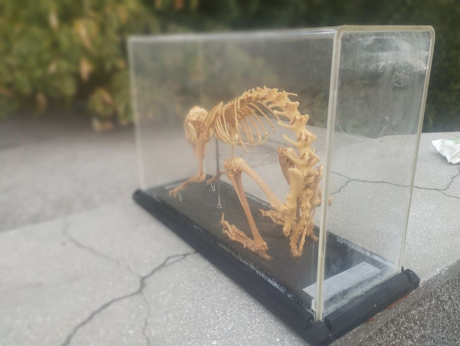 Соц Скелет на заек