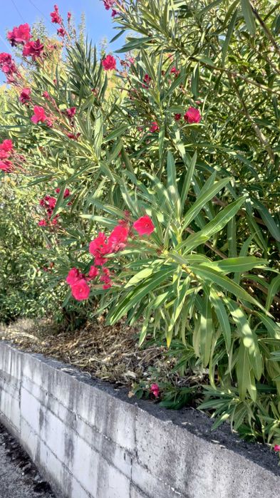 Олеандър/Зокум/Лян/Nerium Oleander : 65-75 см височина-ПРОМОЦИЯ