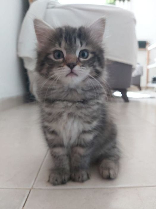 Siberiana de Pădure