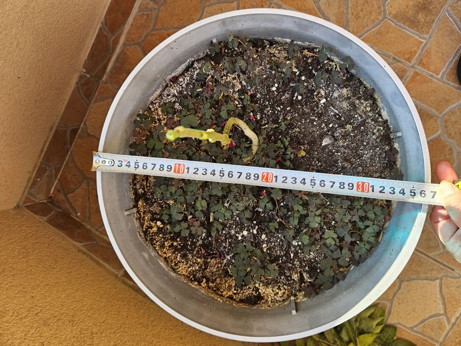 голяма Кашпа саксия за цветя растения на колелца за балкон тераса