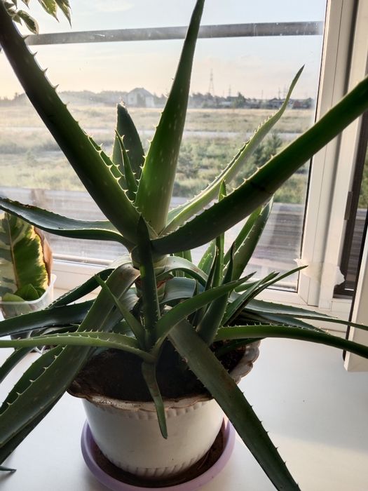 Продам алоэ Вера.