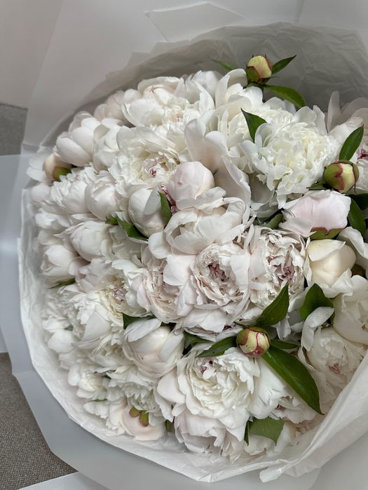 Самые красивые пионы