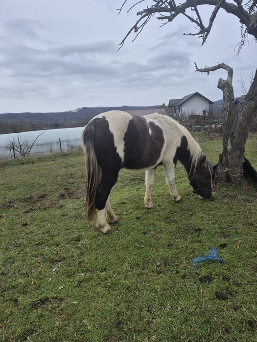 Vând cârlană semigrea