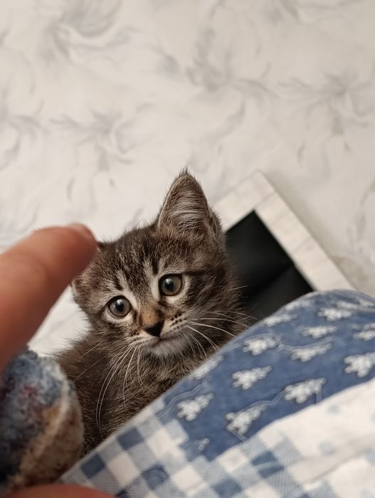 Отдам котят только в хорошие руки