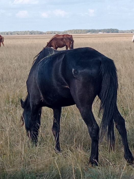 Продам кобылу 4,5 года